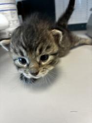 Shelter Stray Unknown Cat last seen Near S Coupler Lane, Bluffdale, UT, 84065, 511 W 3900 S, Salt Lake City, UT 84123, USA