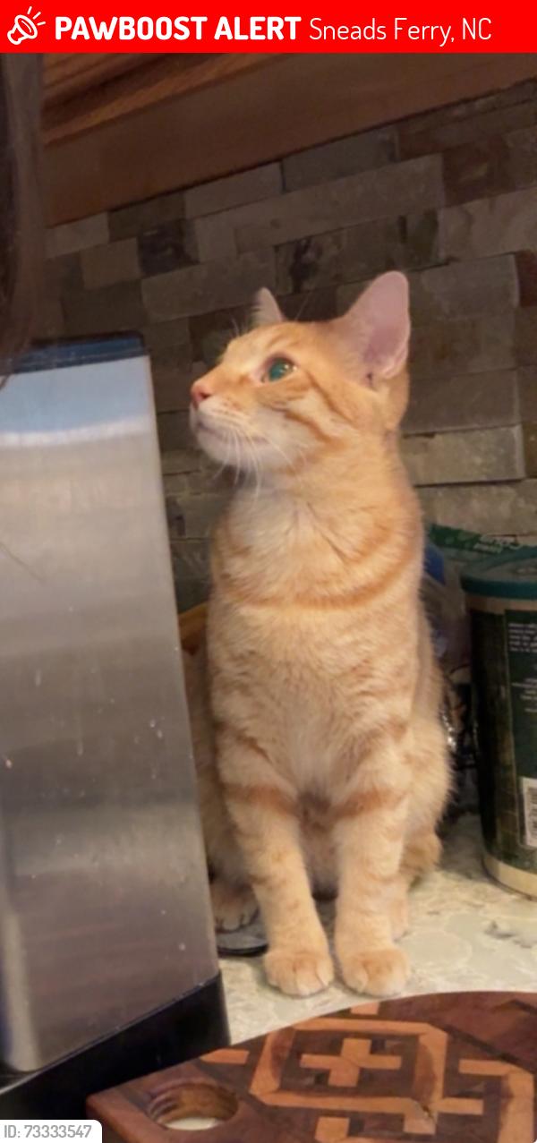 Lost Male Cat last seen Near old Folkstone rd, Sneads Ferry, NC 28460