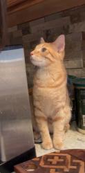 Lost Male Cat last seen Near old Folkstone rd, Sneads Ferry, NC 28460