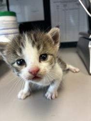 Shelter Stray Female Cat last seen Near S Coupler Lane, Bluffdale, UT, 84065, 511 W 3900 S, Salt Lake City, UT 84123, USA