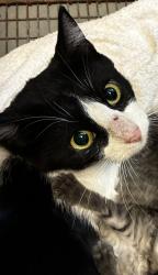 Shelter Stray Female Cat last seen Near S Coupler Lane, Bluffdale, UT, 84065, 511 W 3900 S, Salt Lake City, UT 84123, USA
