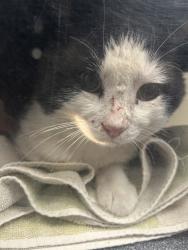 Shelter Stray Male Cat last seen Near W 4200 S, MILLCREEK, UT, 84107, 511 W 3900 S, Salt Lake City, UT 84123, USA