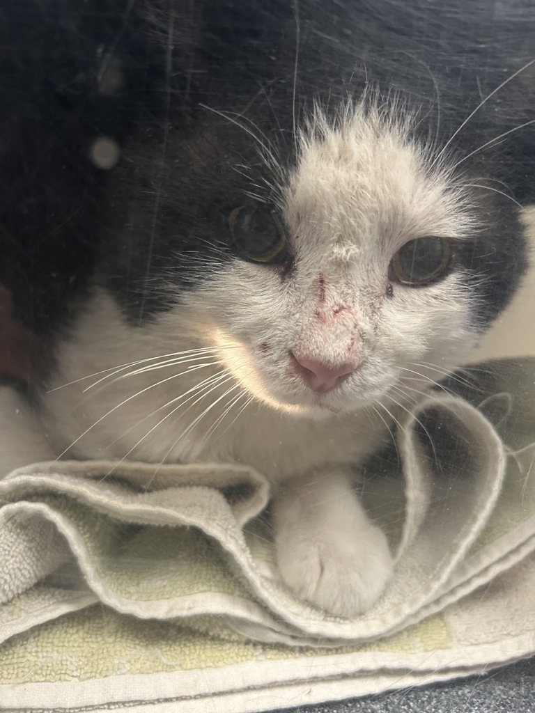 Shelter Stray Male Cat last seen Near W 4200 S, MILLCREEK, UT, 84107, 511 W 3900 S, Salt Lake City, UT 84123, USA