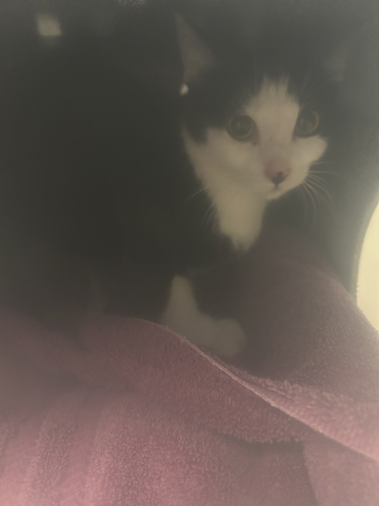 Shelter Stray Unknown Cat last seen Near W 4200 S, MILLCREEK, UT, 84107, 511 W 3900 S, Salt Lake City, UT 84123, USA