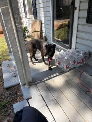 Found/Stray Male Dog last seen West hickory park, Hickory, NC 28602