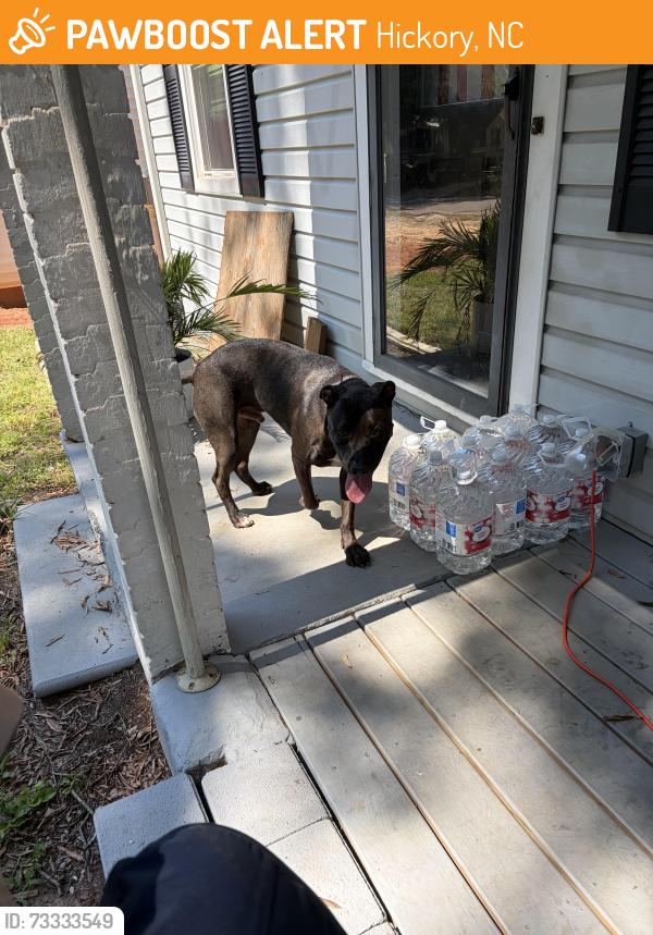 Found/Stray Male Dog last seen West hickory park, Hickory, NC 28602