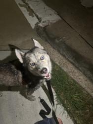 Found/Stray Unknown Dog last seen Ennis and alabama, Houston, TX 77004