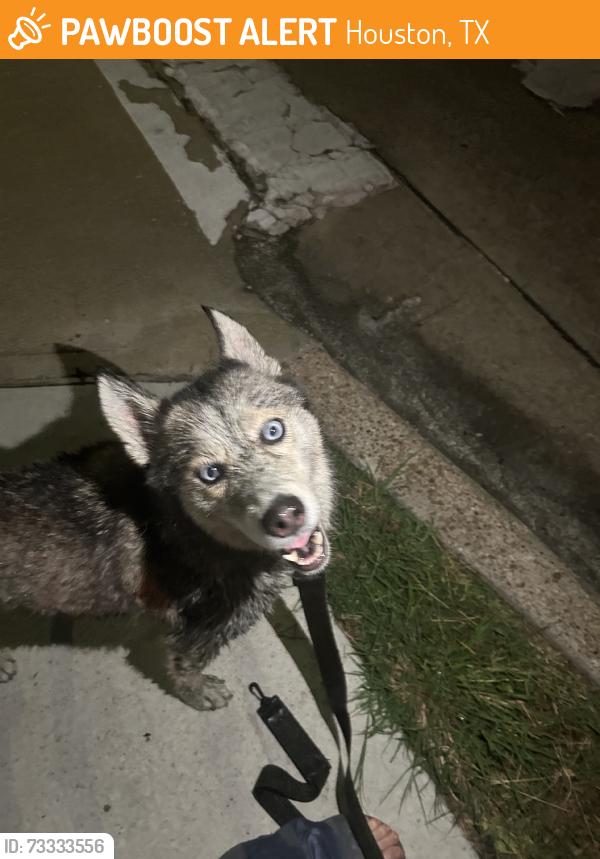 Found/Stray Unknown Dog last seen Ennis and alabama, Houston, TX 77004