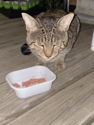 Found/Stray Unknown Cat last seen Magnolia and Duluth, Saint Paul, MN 55106
