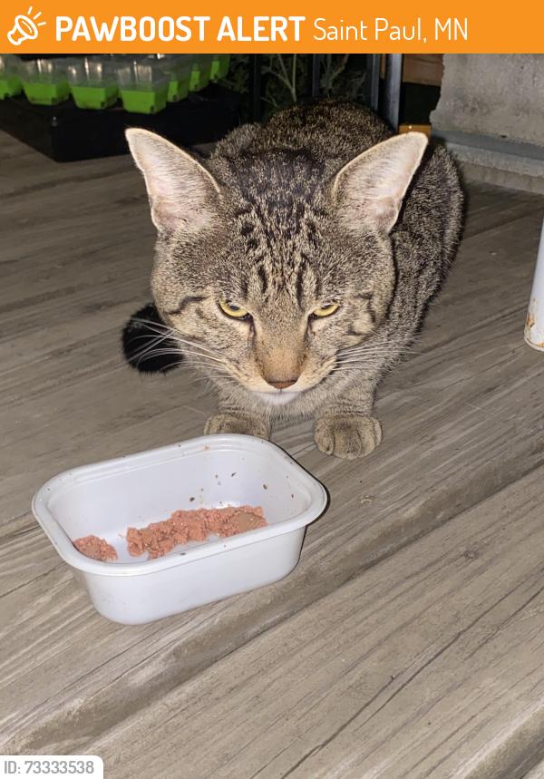 Found/Stray Unknown Cat last seen Magnolia and Duluth, Saint Paul, MN 55106