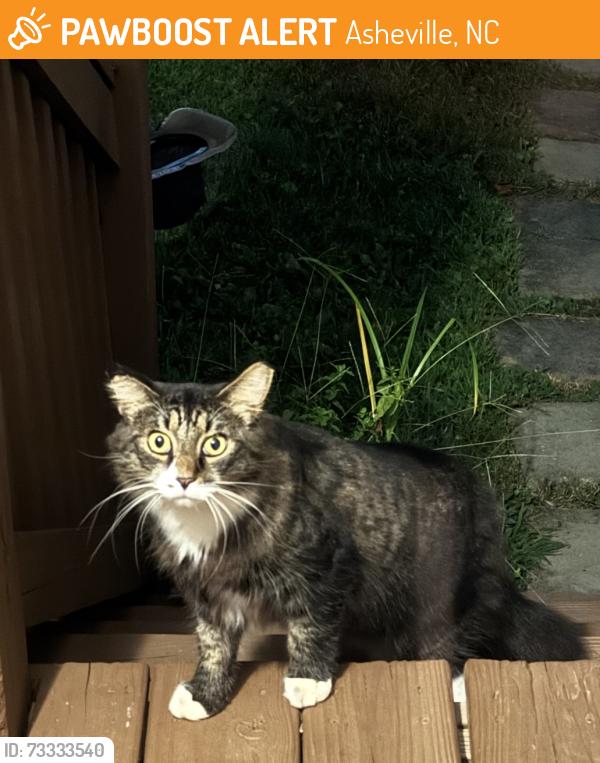 Found/Stray Unknown Cat last seen Fielding St., Asheville, NC 28803