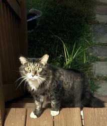 Found/Stray Unknown Cat last seen Fielding St., Asheville, NC 28803