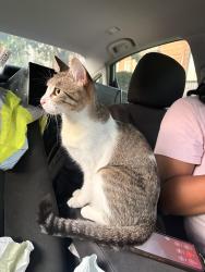 Reunited Female Cat last seen Cottage grove, Chicago, IL 60637