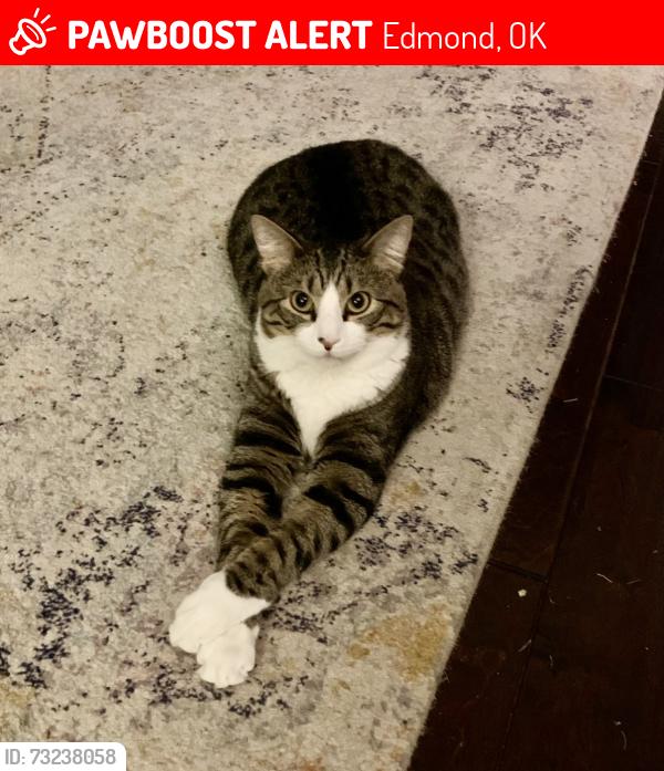 Lost Male Cat last seen Covell and Coltrane, Edmond, OK 73034