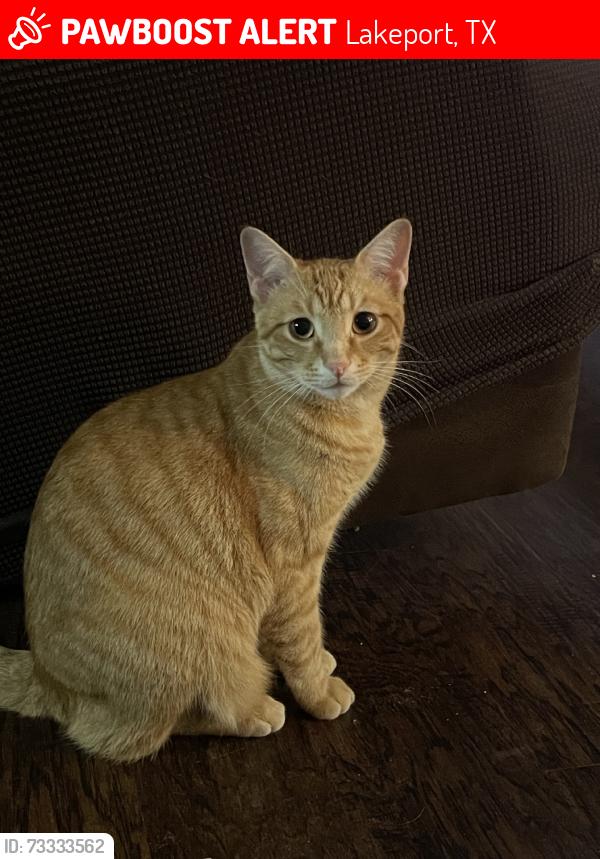 Lost Male Cat last seen State Hwy 322 N, Lakeport, TX 75603