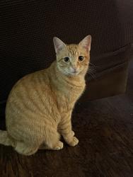 Lost Male Cat last seen State Hwy 322 N, Lakeport, TX 75603