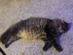 Reunited Male Cat last seen Near Spencer Lake Bar & Grill, Mason County, WA 98584