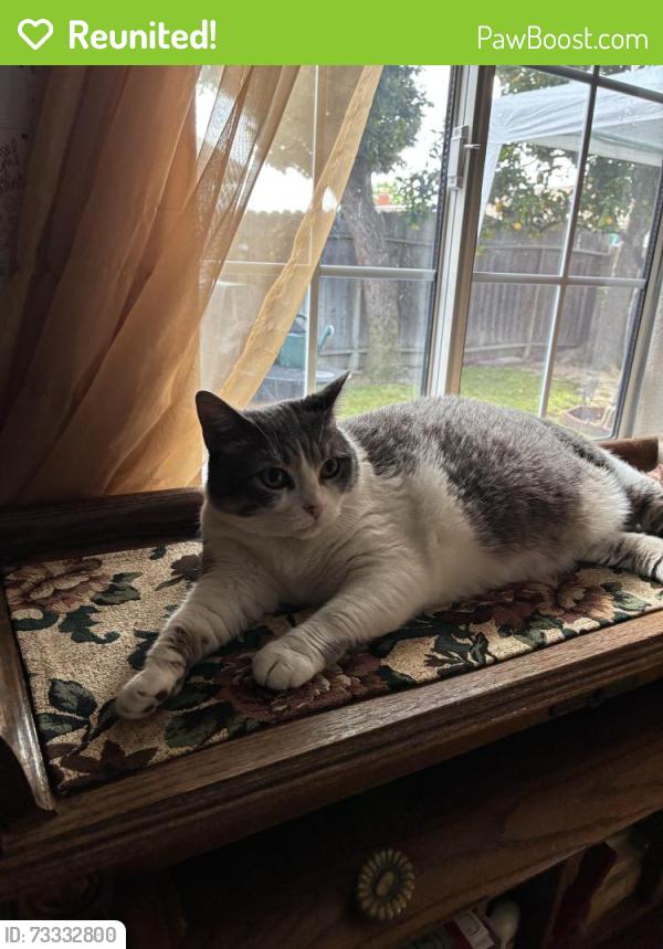 Reunited Female Cat last seen Dakota Avenue/Cypress Street, Garden Grove, CA 92843