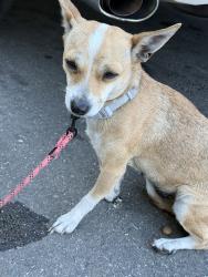 Found/Stray Female Dog last seen West oakland bart station, Oakland, CA 94607