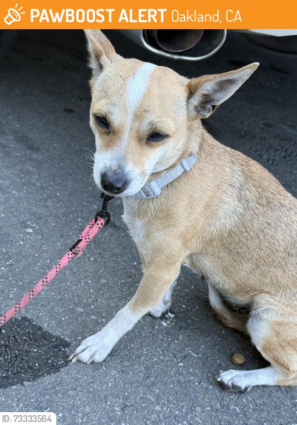 Found/Stray Female Dog last seen West oakland bart station, Oakland, CA 94607