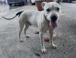 Found/Stray Male Dog last seen Near and Rose Ave./Bear Lake Rd, Orlando, FL 32810