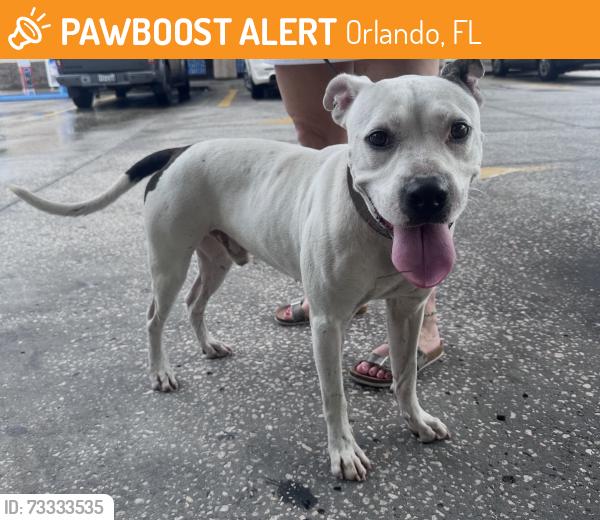 Found/Stray Male Dog last seen Near and Rose Ave./Bear Lake Rd, Orlando, FL 32810