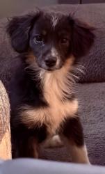 Reunited Female Dog last seen Near hwy amd 47th street south, Independence, MO 64055