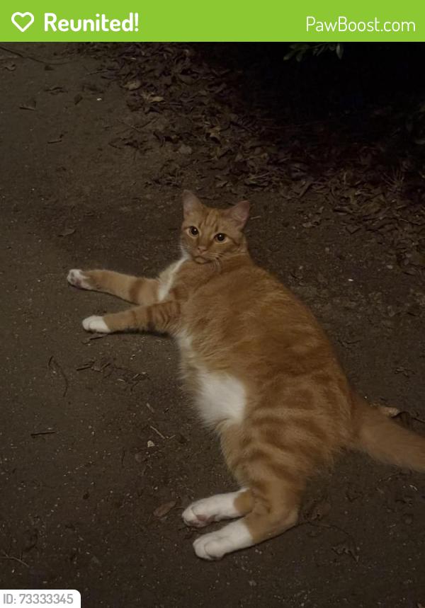 Reunited Unknown Cat last seen Near Deer Spring Ln, Charlotte, NC 28210, USA, Charlotte, NC 28210