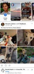 Lost Female Dog last seen Lummi fairy, Bellingham, WA 98226