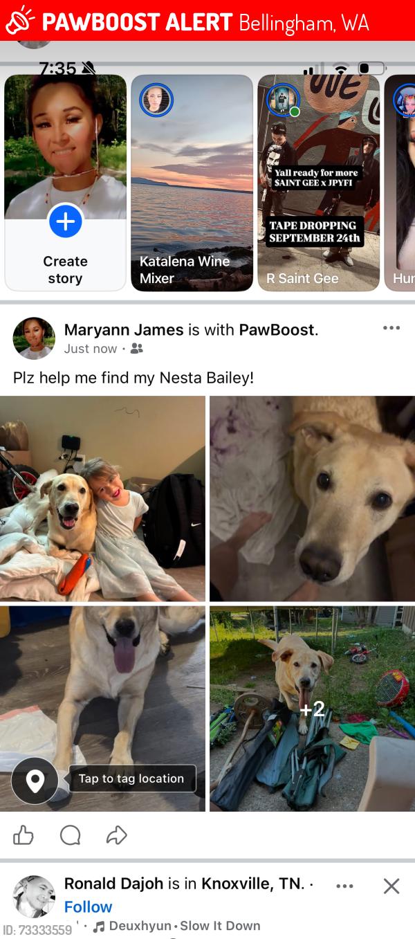 Lost Female Dog last seen Lummi fairy, Bellingham, WA 98226