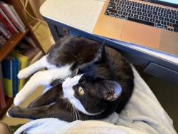 Lost Male Cat last seen Greenleaf and Maywood, Delmar, NY 12054