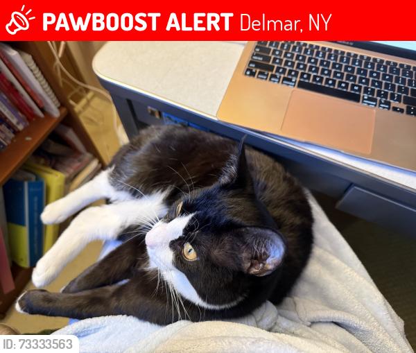 Lost Male Cat last seen Greenleaf and Maywood, Delmar, NY 12054