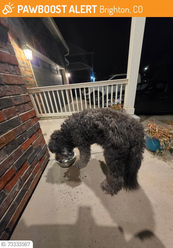 Found/Stray Unknown Dog last seen 160th and quebec, Brighton, CO 80601