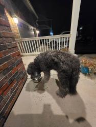 Found/Stray Unknown Dog last seen 160th and quebec, Brighton, CO 80601