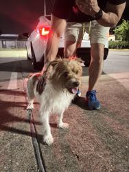 Found/Stray Male Dog last seen Cavendale Park, Houston, TX 77041