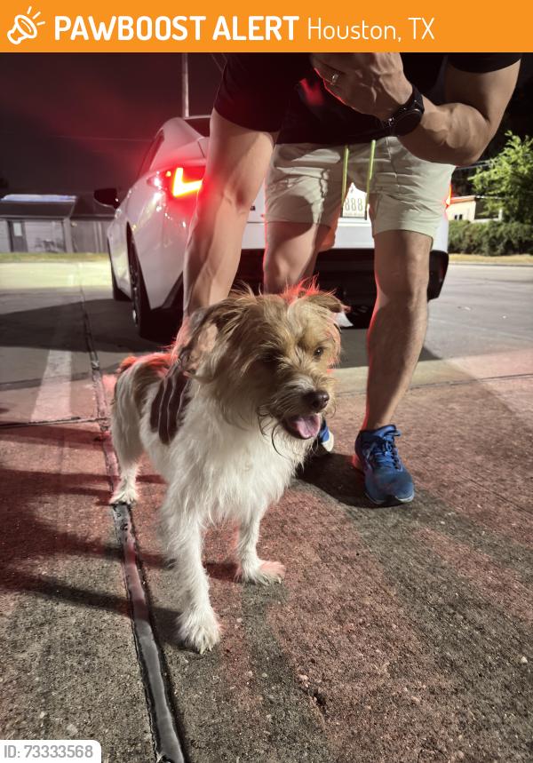 Found/Stray Male Dog last seen Cavendale Park, Houston, TX 77041