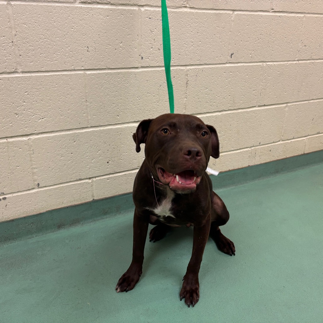 Shelter Stray Female Dog last seen , 2350 Appling City Cove, Memphis, TN 38133, USA
