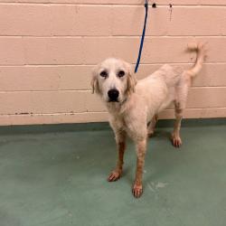 Shelter Stray Female Dog last seen , 2350 Appling City Cove, Memphis, TN 38133, USA