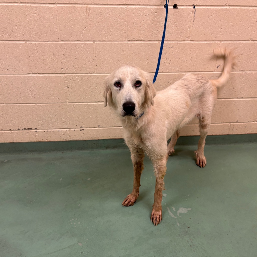 Shelter Stray Female Dog last seen , 2350 Appling City Cove, Memphis, TN 38133, USA