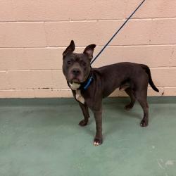Shelter Stray Male Dog last seen , 2350 Appling City Cove, Memphis, TN 38133, USA