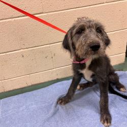 Shelter Stray Female Dog last seen , 2350 Appling City Cove, Memphis, TN 38133, USA