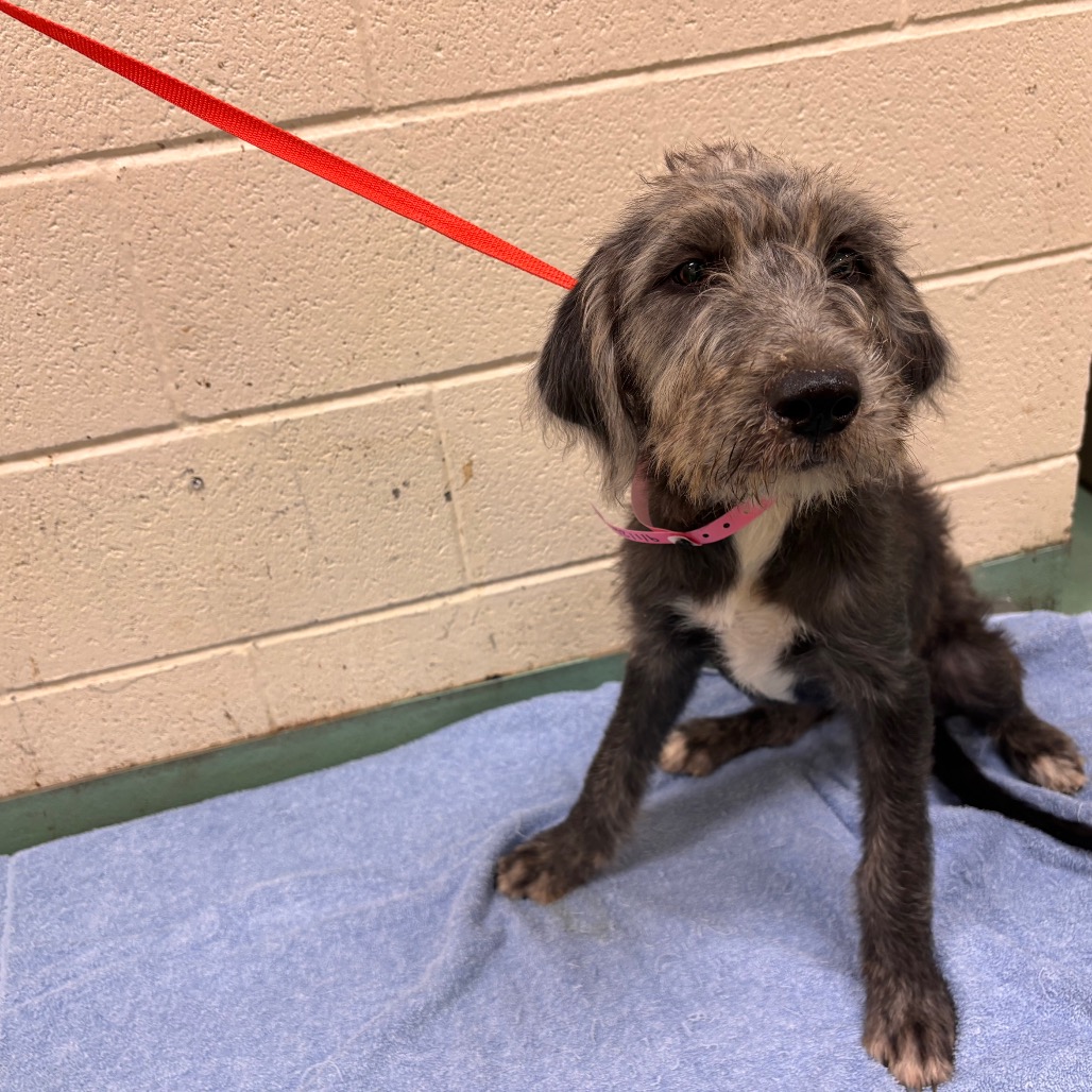 Shelter Stray Female Dog last seen , 2350 Appling City Cove, Memphis, TN 38133, USA