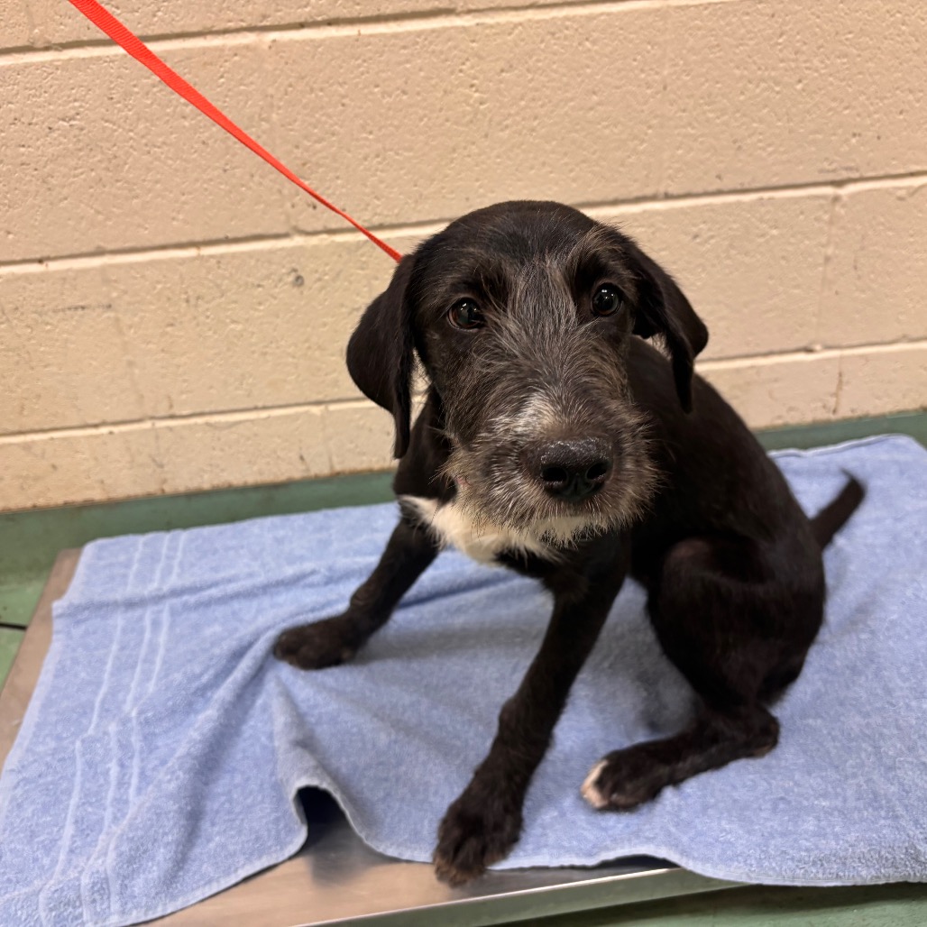 Shelter Stray Female Dog last seen , 2350 Appling City Cove, Memphis, TN 38133, USA
