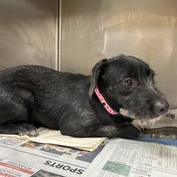 Shelter Stray Female Dog last seen , 2350 Appling City Cove, Memphis, TN 38133, USA
