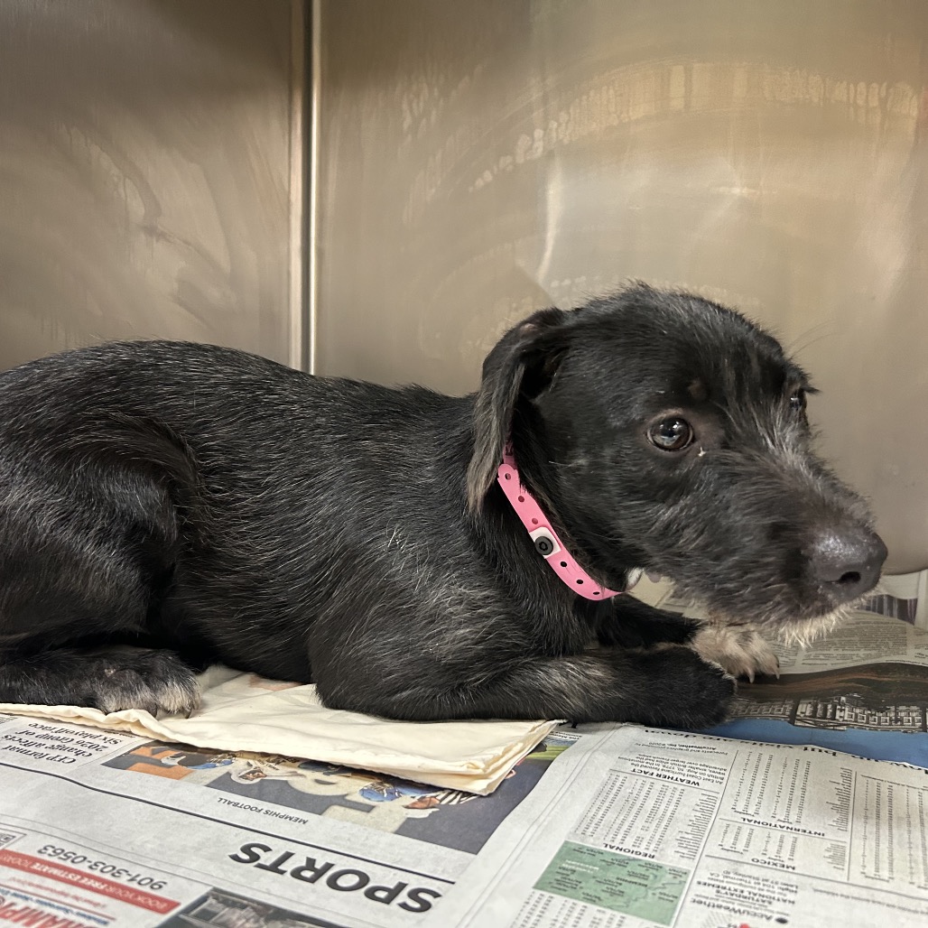 Shelter Stray Female Dog last seen , 2350 Appling City Cove, Memphis, TN 38133, USA