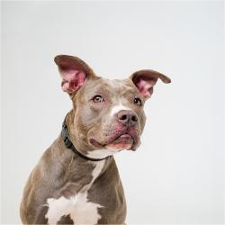 Shelter Stray Female Dog last seen , 4575 E Mesquite Ave, Palm Springs, CA 92264, USA
