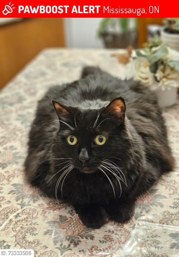 Lost Male Cat last seen Osprey marsh, Mississauga, ON 