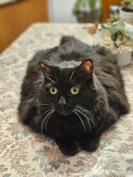 Lost Male Cat last seen Osprey marsh, Mississauga, ON 
