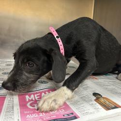 Shelter Stray Female Dog last seen , 2350 Appling City Cove, Memphis, TN 38133, USA