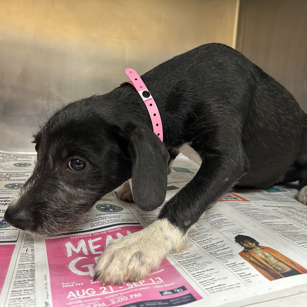 Shelter Stray Female Dog last seen , 2350 Appling City Cove, Memphis, TN 38133, USA